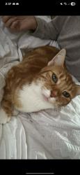 Lost Female Cat last seen Victoria Street, Rhondda Cynon Taff, Wales CF45 3AF