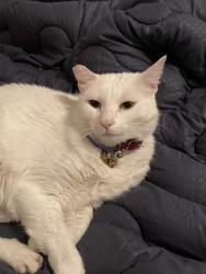 Lost Female Cat last seen Celtic, Eastlake and Peyton, Horizon City, TX 79928