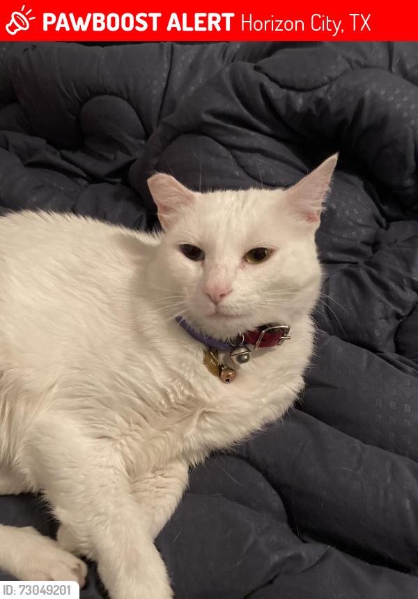 Lost Female Cat last seen Celtic, Eastlake and Peyton, Horizon City, TX 79928