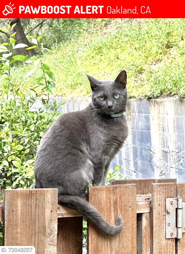 Lost Female Cat last seen Doran Dr & Banning Dr, Oakland, CA 94611