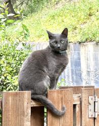 Lost Female Cat last seen Doran Dr & Banning Dr, Oakland, CA 94611