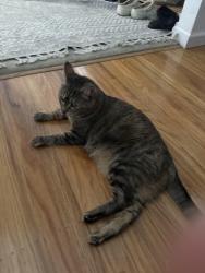 Reunited Female Cat last seen Gordon Road and Marshall Drive, Walnut Creek, CA, Walnut Creek, CA 94598