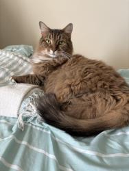 Lost Male Cat last seen NC-58S, Kinston, NC 28501