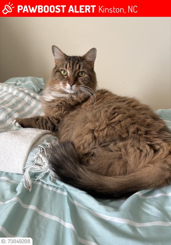 Lost Male Cat last seen NC-58S, Kinston, NC 28501