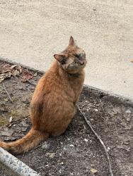 Found/Stray Female Cat last seen Near Waterford Creek Ln, Charlotte, NC 28212