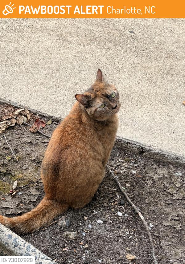 Found/Stray Female Cat last seen Near Waterford Creek Ln, Charlotte, NC 28212