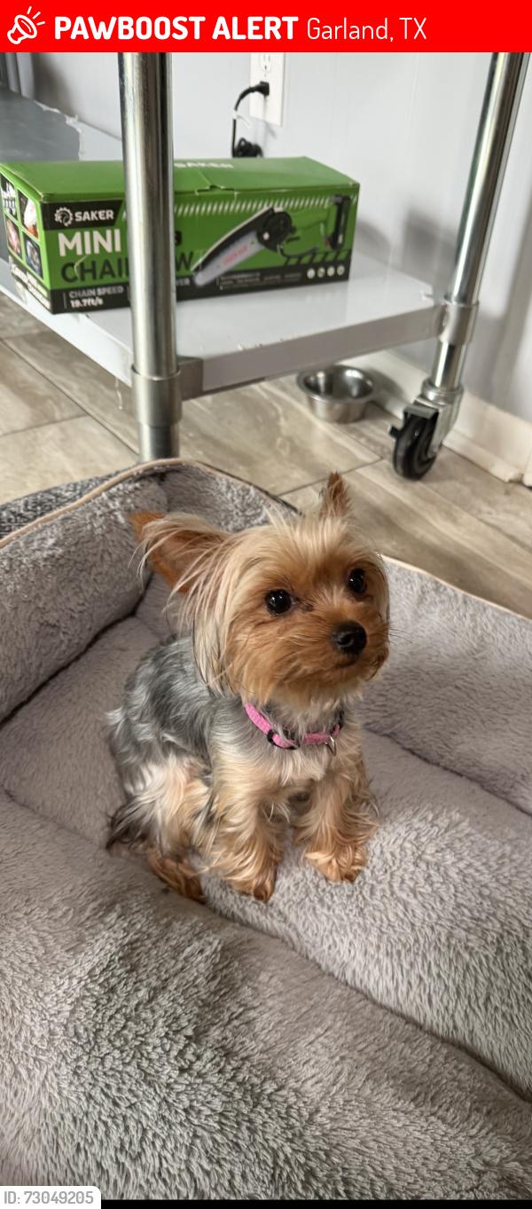 Lost Female Dog last seen Catalpa St, Friendship Park, Garland, TX 75044