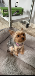 Lost Female Dog last seen Catalpa St, Friendship Park, Garland, TX 75044