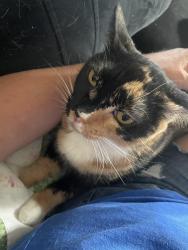 Lost Female Cat last seen Wanek and Myrtlewood, Escondido, CA 92027
