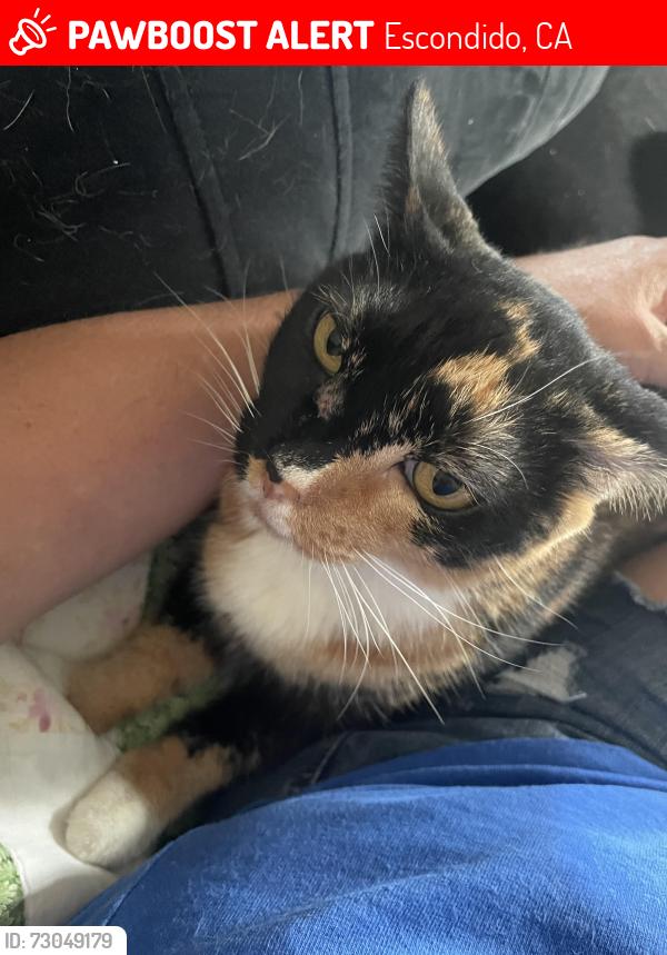 Lost Female Cat last seen Wanek and Myrtlewood, Escondido, CA 92027