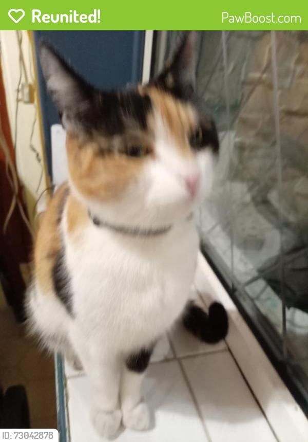 Reunited Female Cat last seen Back of shops and restaurants near carpark. , Atherton, England M46 0DT