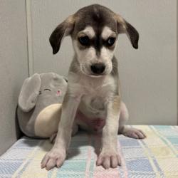 Shelter Stray Male Dog last seen , 3607 N Armenia Ave, Tampa, FL 33607, USA