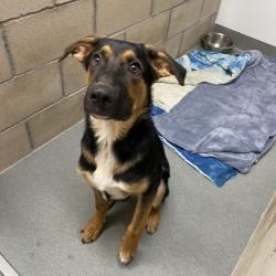 Shelter Stray Male Dog last seen , 6621 Westminster Ave, Garden Grove, CA 92844, USA