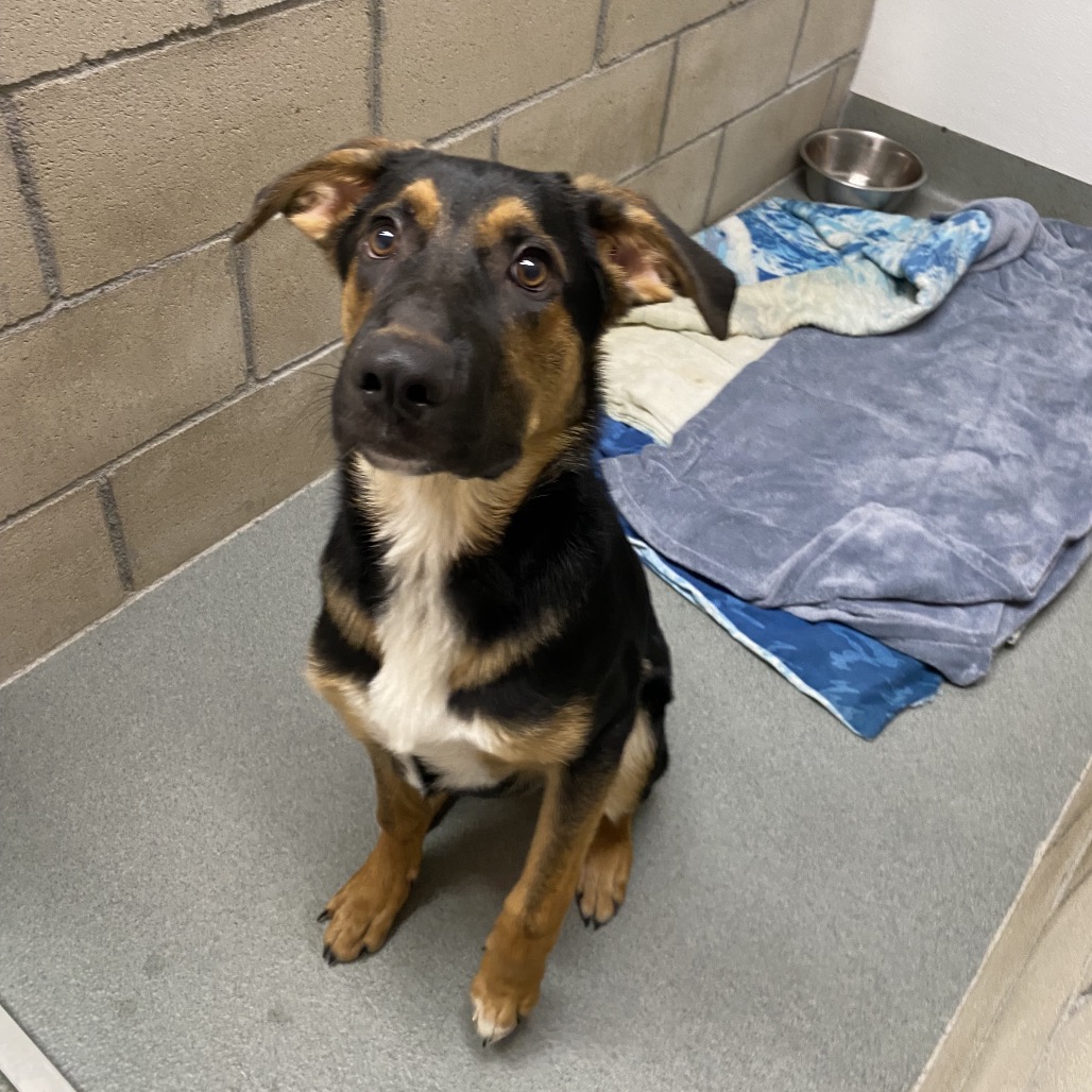 Shelter Stray Male Dog last seen , 6621 Westminster Ave, Garden Grove, CA 92844, USA