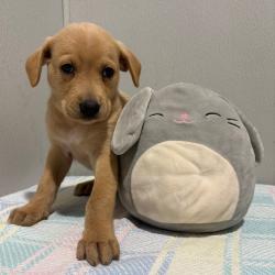 Shelter Stray Female Dog last seen , 3607 N Armenia Ave, Tampa, FL 33607, USA