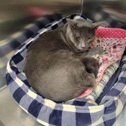 Shelter Stray Male Cat last seen , 6621 Westminster Ave, Garden Grove, CA 92844, USA