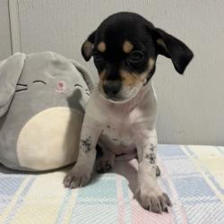 Shelter Stray Female Dog last seen , 3607 N Armenia Ave, Tampa, FL 33607, USA