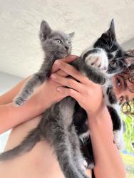 Found/Stray Female Cat last seen Norfolk court , New Port Richey, FL 34653