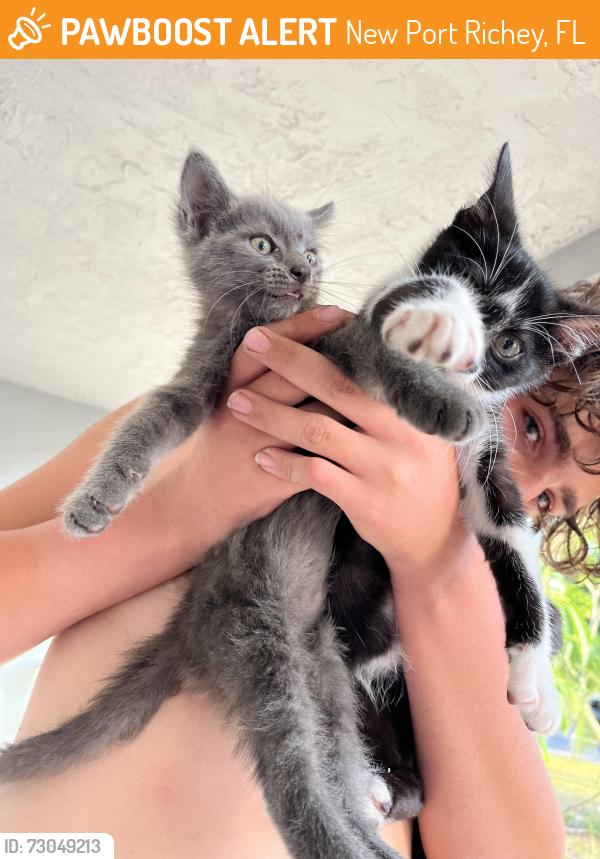 Found/Stray Female Cat last seen Norfolk court , New Port Richey, FL 34653