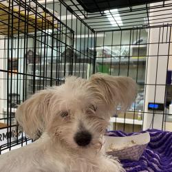 Shelter Stray Male Dog last seen , 6621 Westminster Ave, Garden Grove, CA 92844, USA
