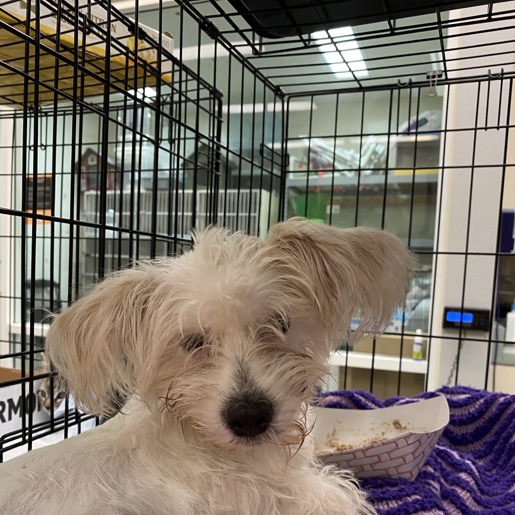 Shelter Stray Male Dog last seen , 6621 Westminster Ave, Garden Grove, CA 92844, USA