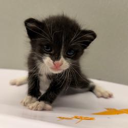 Shelter Stray Male Cat last seen , 3607 N Armenia Ave, Tampa, FL 33607, USA