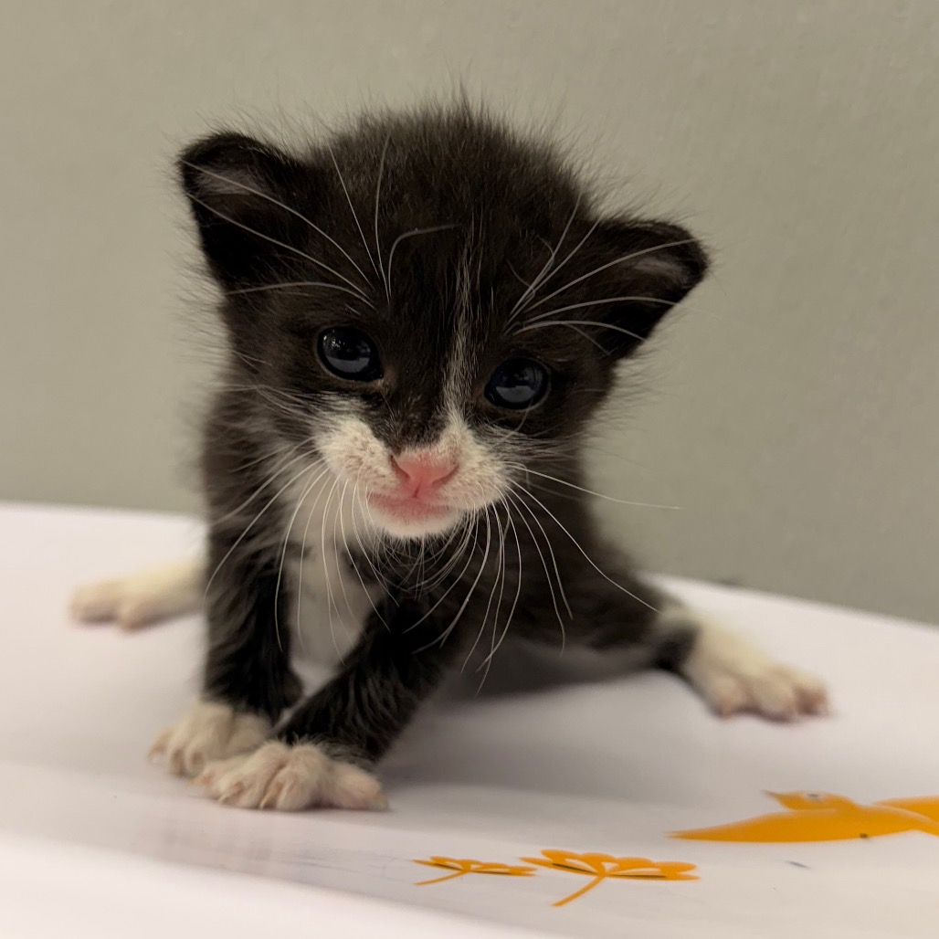 Shelter Stray Male Cat last seen , 3607 N Armenia Ave, Tampa, FL 33607, USA