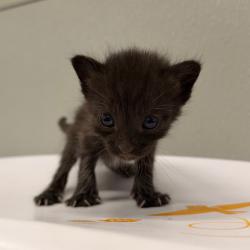 Shelter Stray Male Cat last seen , 3607 N Armenia Ave, Tampa, FL 33607, USA
