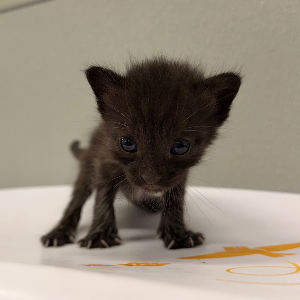 Shelter Stray Male Cat last seen , 3607 N Armenia Ave, Tampa, FL 33607, USA