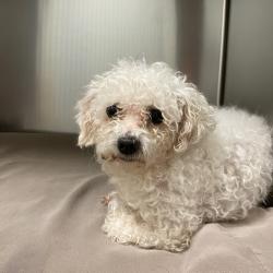 Shelter Stray Male Dog last seen , 6621 Westminster Ave, Garden Grove, CA 92844, USA