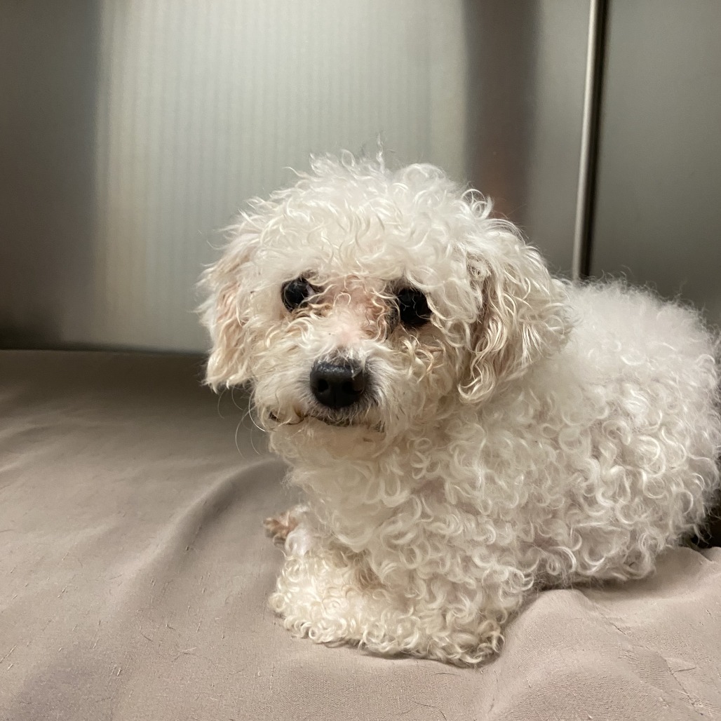 Shelter Stray Male Dog last seen , 6621 Westminster Ave, Garden Grove, CA 92844, USA