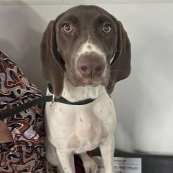 Shelter Stray Female Dog last seen , 3607 N Armenia Ave, Tampa, FL 33607, USA