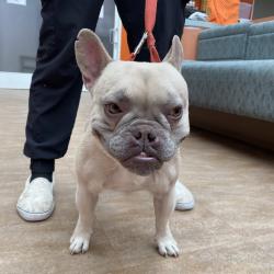 Shelter Stray Male Dog last seen , 6621 Westminster Ave, Garden Grove, CA 92844, USA