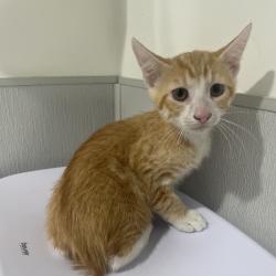 Shelter Stray Male Cat last seen , 3607 N Armenia Ave, Tampa, FL 33607, USA