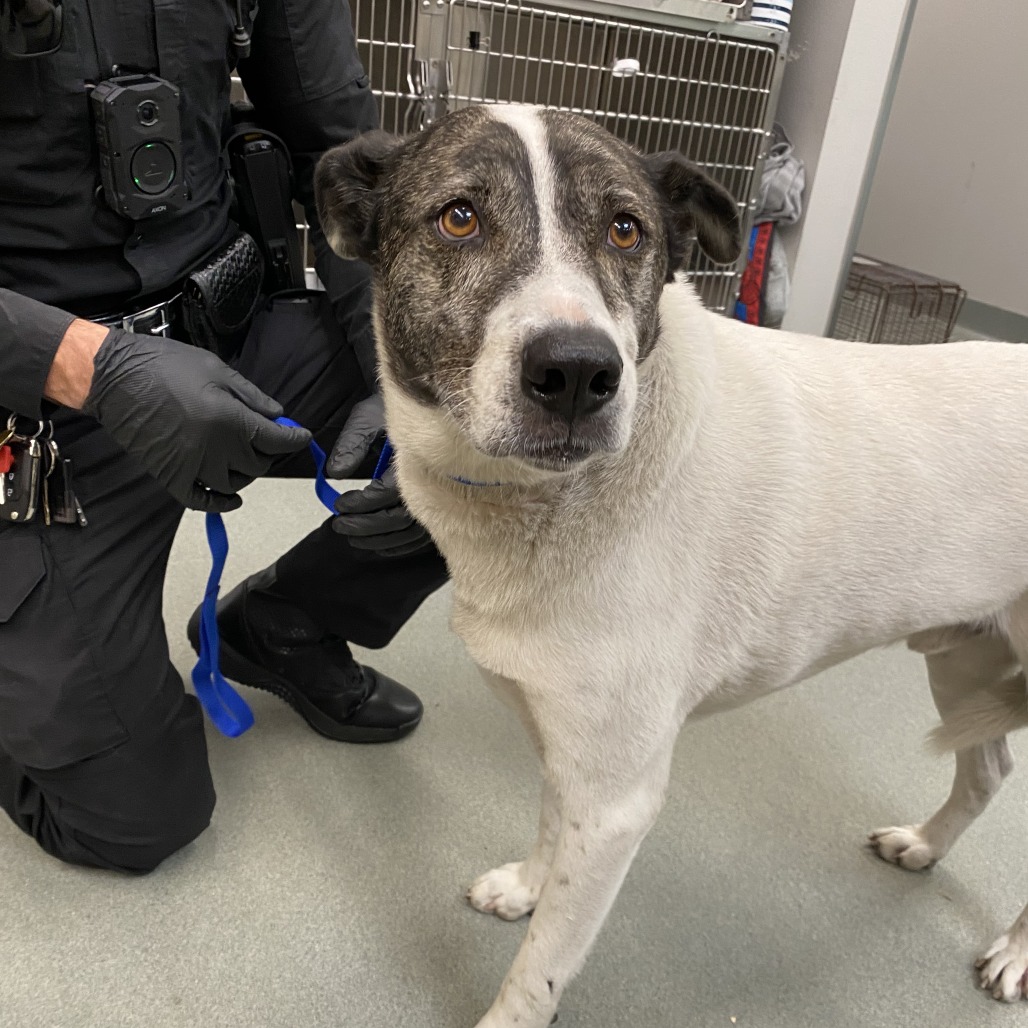 Shelter Stray Unknown Dog last seen , 6621 Westminster Ave, Garden Grove, CA 92844, USA