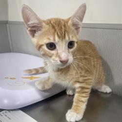 Shelter Stray Male Cat last seen , 3607 N Armenia Ave, Tampa, FL 33607, USA