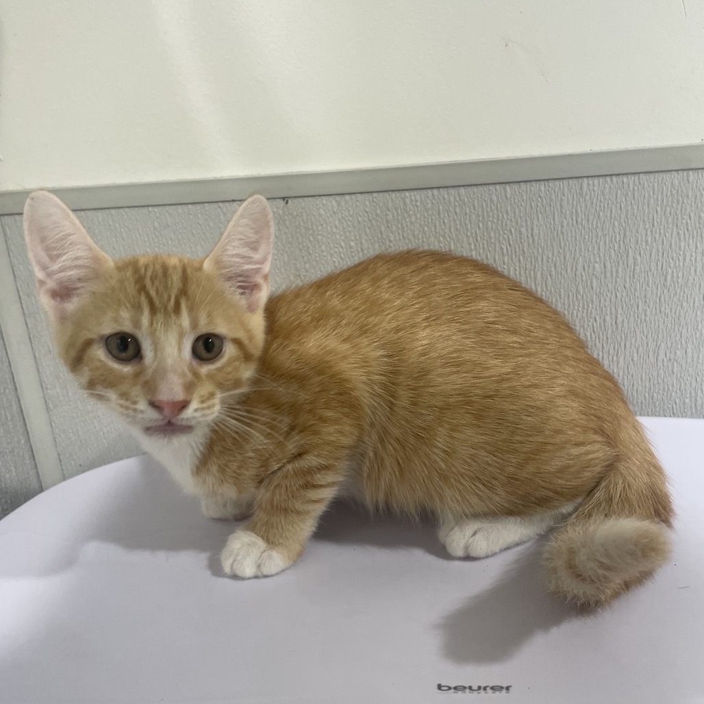 Shelter Stray Male Cat last seen , 3607 N Armenia Ave, Tampa, FL 33607, USA