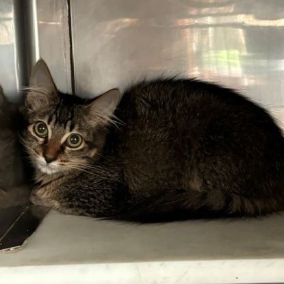 Shelter Stray Unknown Cat last seen , 12910 Yukon Ave, Hawthorne, CA 90250, USA