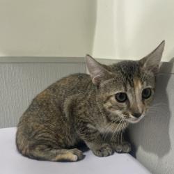 Shelter Stray Female Cat last seen , 3607 N Armenia Ave, Tampa, FL 33607, USA