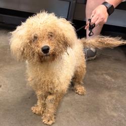 Shelter Stray Male Dog last seen , 3607 N Armenia Ave, Tampa, FL 33607, USA