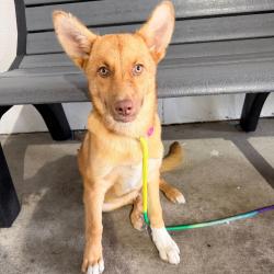 Shelter Stray Female Dog last seen , 3607 N Armenia Ave, Tampa, FL 33607, USA