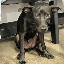 Shelter Stray Male Dog last seen , 3607 N Armenia Ave, Tampa, FL 33607, USA