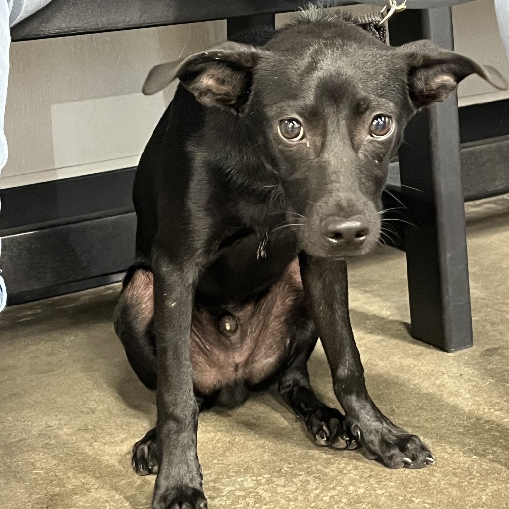 Shelter Stray Male Dog last seen , 3607 N Armenia Ave, Tampa, FL 33607, USA