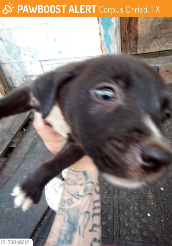 Found/Stray Male Dog last seen Reeves quale, Corpus Christi, TX 78408