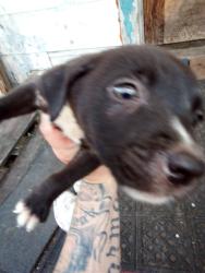 Found/Stray Male Dog last seen Reeves quale, Corpus Christi, TX 78408