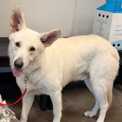 Shelter Stray Male Dog last seen , 3607 N Armenia Ave, Tampa, FL 33607, USA
