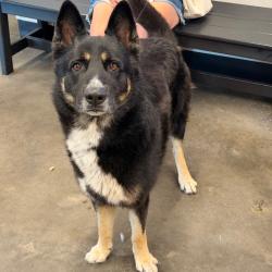 Shelter Stray Male Dog last seen , 3607 N Armenia Ave, Tampa, FL 33607, USA