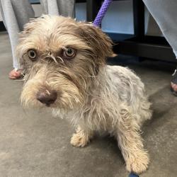 Shelter Stray Female Dog last seen , 3607 N Armenia Ave, Tampa, FL 33607, USA
