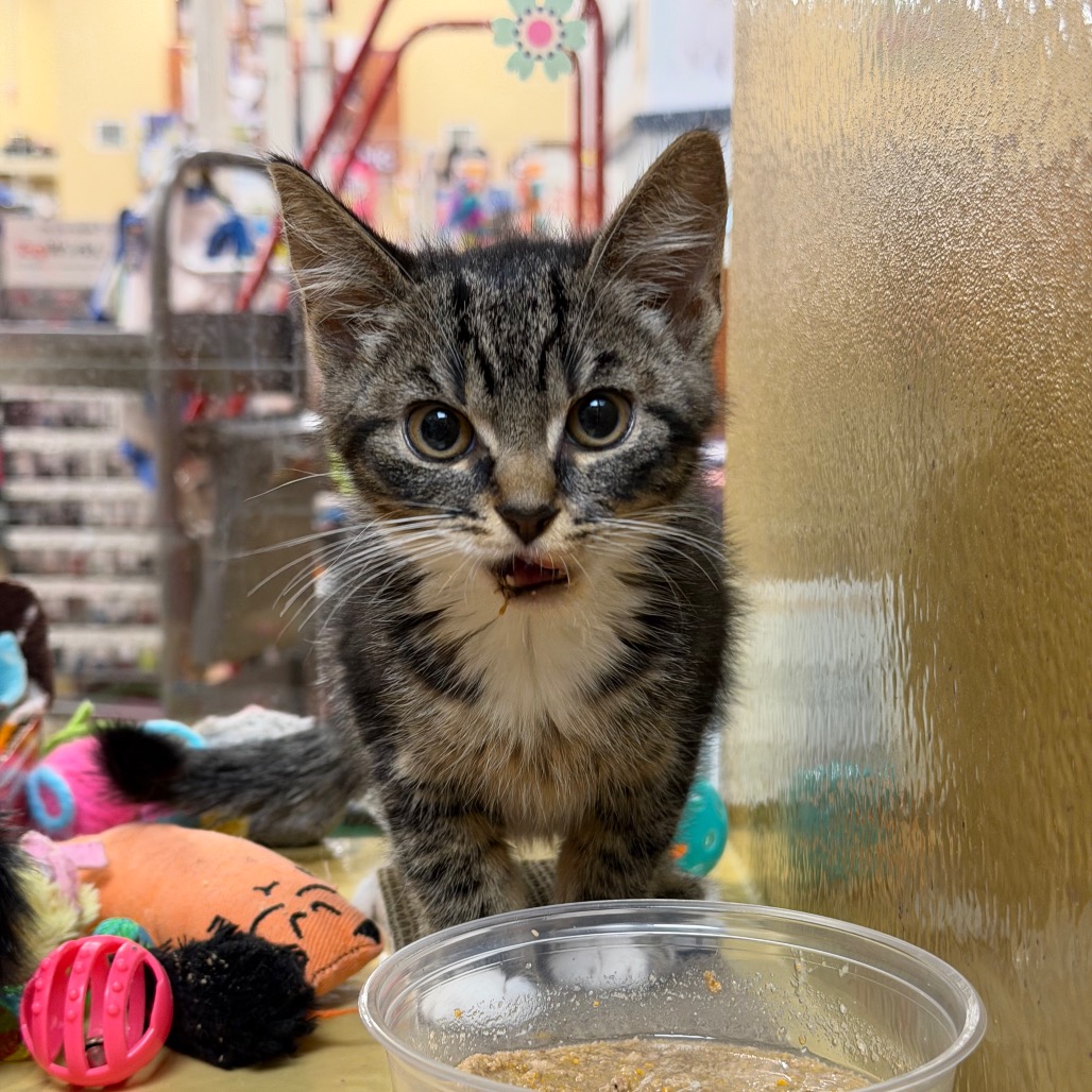Shelter Stray Female Cat last seen , Animal Care & Control Team of Philly, 111 W Hunting Park Ave, Philadelphia, PA 19140, USA