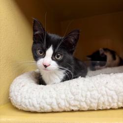 Shelter Stray Female Cat last seen , Animal Care & Control Team of Philly, 111 W Hunting Park Ave, Philadelphia, PA 19140, USA